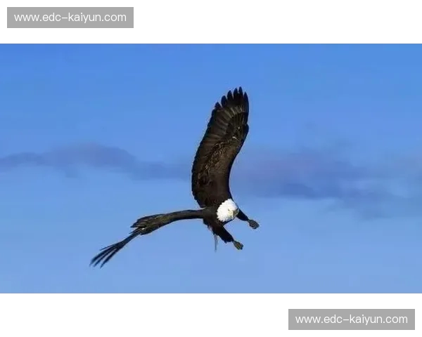 跆拳道协会——在力与美之间，遇见更强大的自己